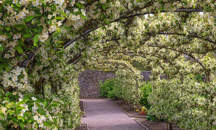 Malus Arbor